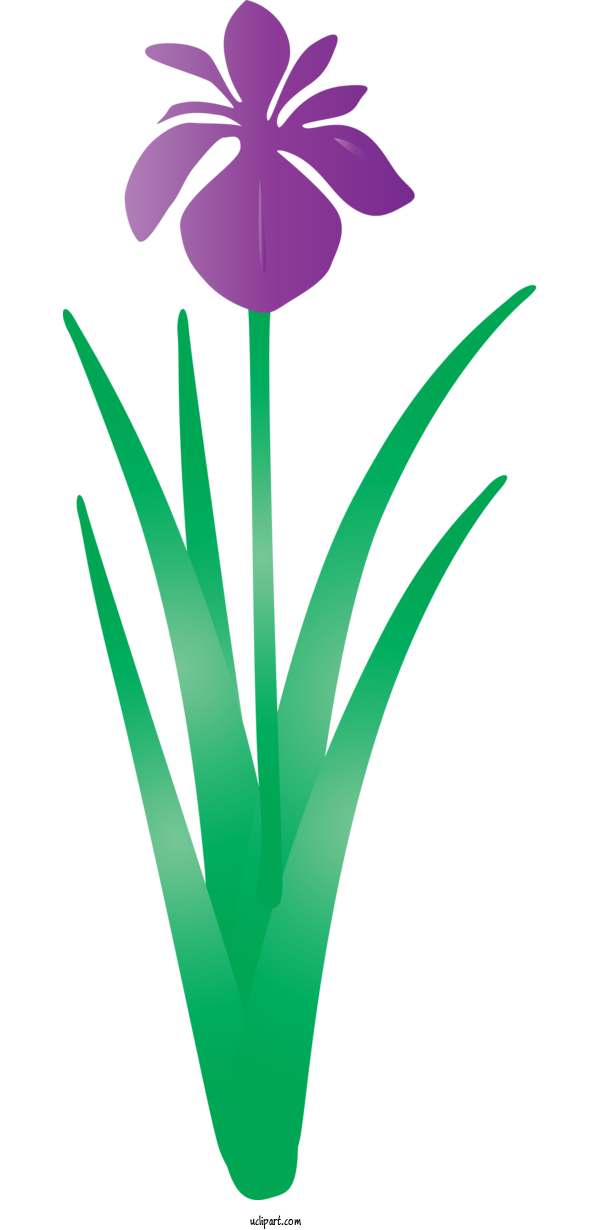 Free Flowers Green Leaf Plant For IRIS Clipart Transparent Background