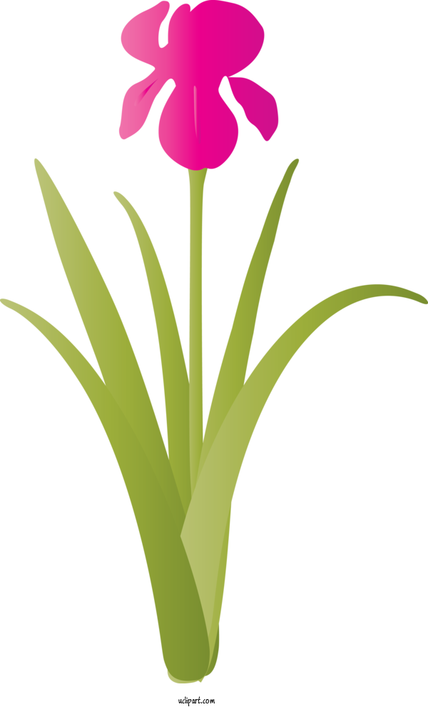 Free Flowers Flower Plant Petal For IRIS Clipart Transparent Background