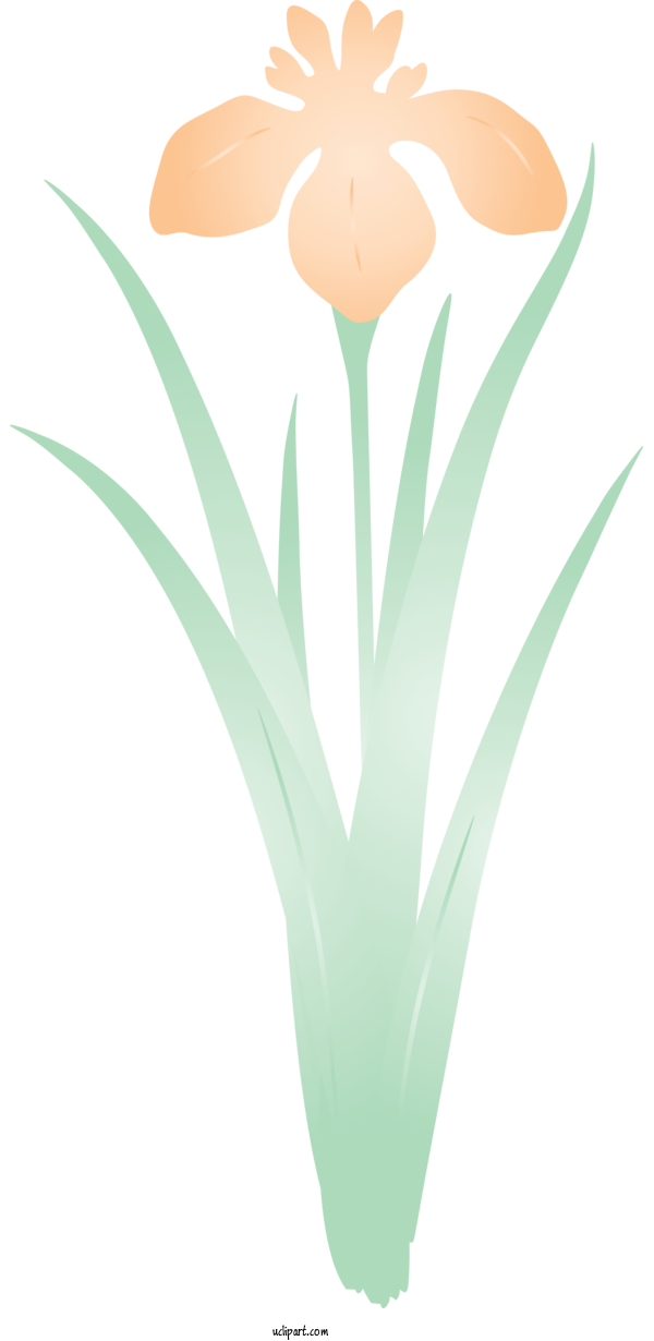 Free Flowers Turquoise Grass Tulip For IRIS Clipart Transparent Background