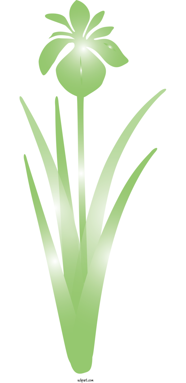 Free Flowers Green Leaf Plant For IRIS Clipart Transparent Background