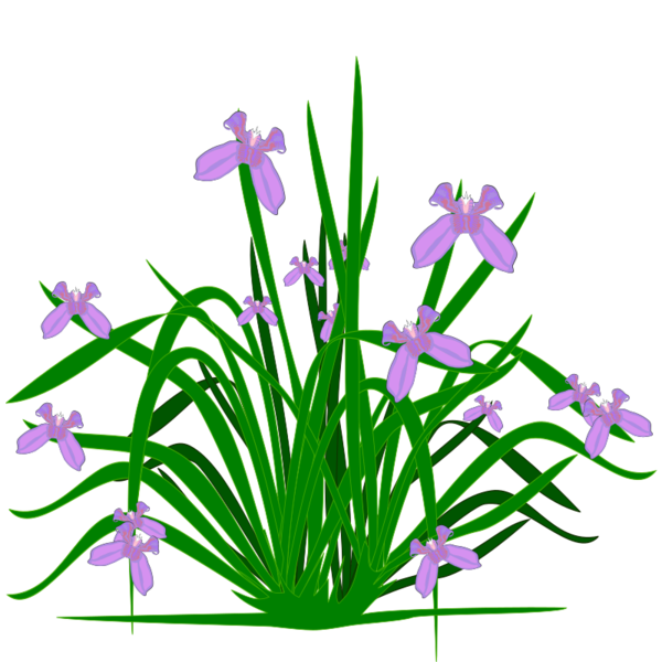 Free Iris Flower Plant Flora Clipart Clipart Transparent Background