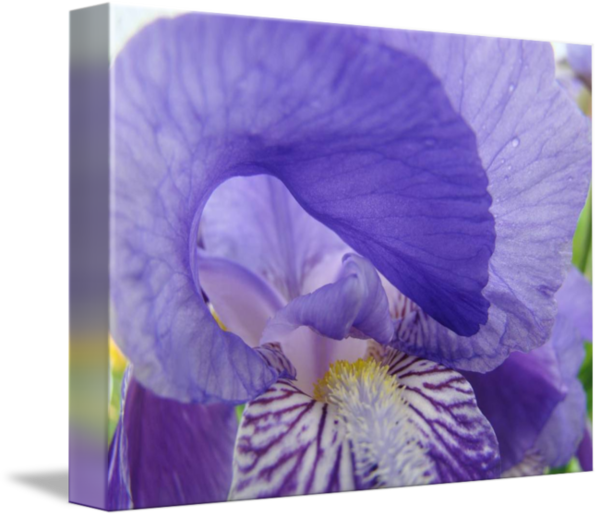Free Iris Flower Violet Iris Clipart Clipart Transparent Background