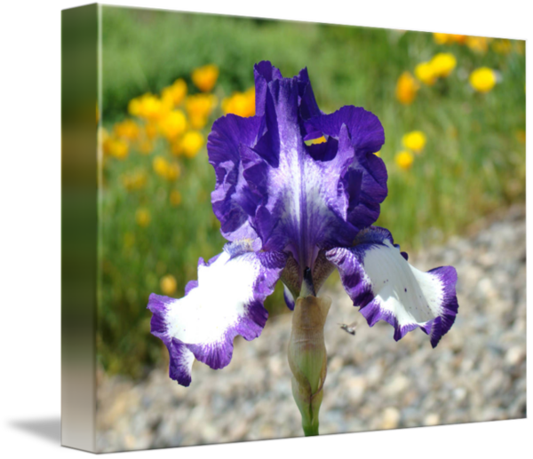 Free Iris Flower Plant Violet Clipart Clipart Transparent Background