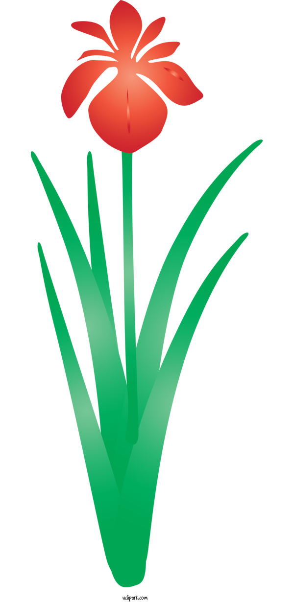 Free Flowers Green Leaf Tulip For IRIS Clipart Transparent Background