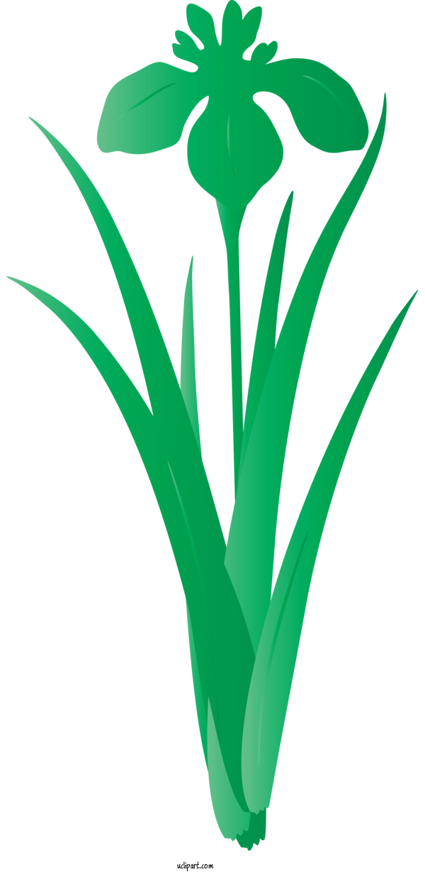 Free Flowers Green Plant Grass For IRIS Clipart Transparent Background