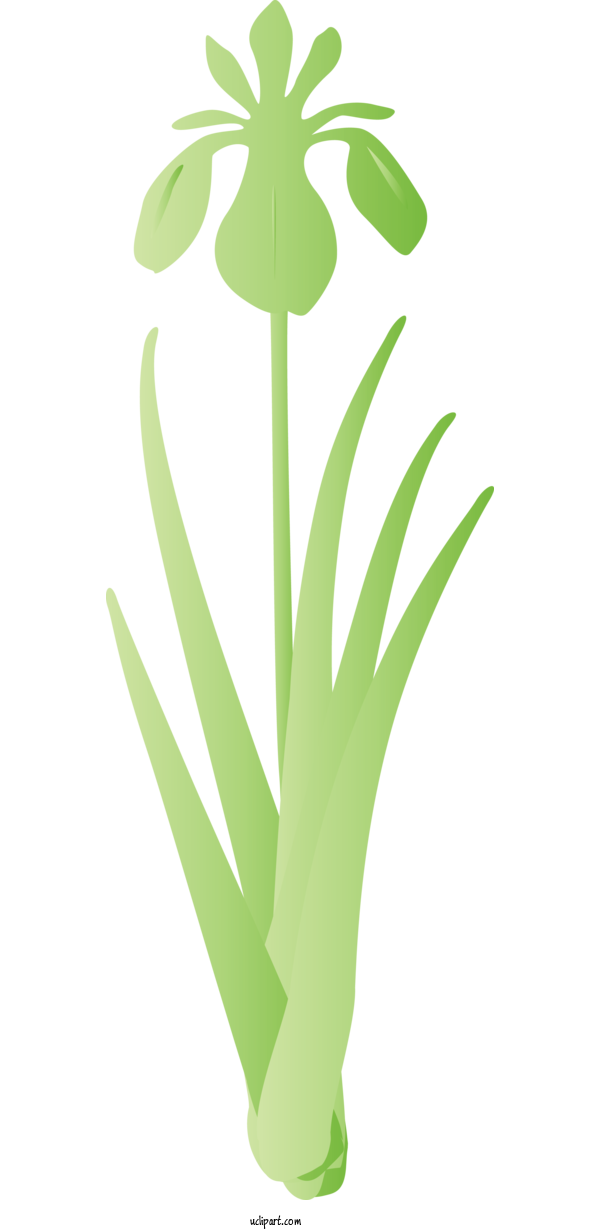 Free Flowers Green Leaf Grass For IRIS Clipart Transparent Background