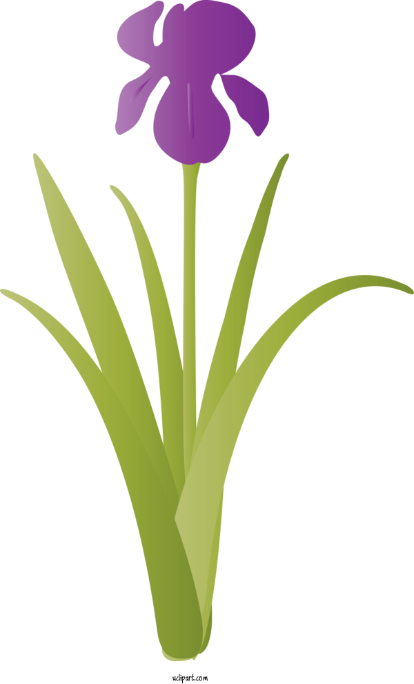 Free Flowers Flower Plant Violet For IRIS Clipart Transparent Background
