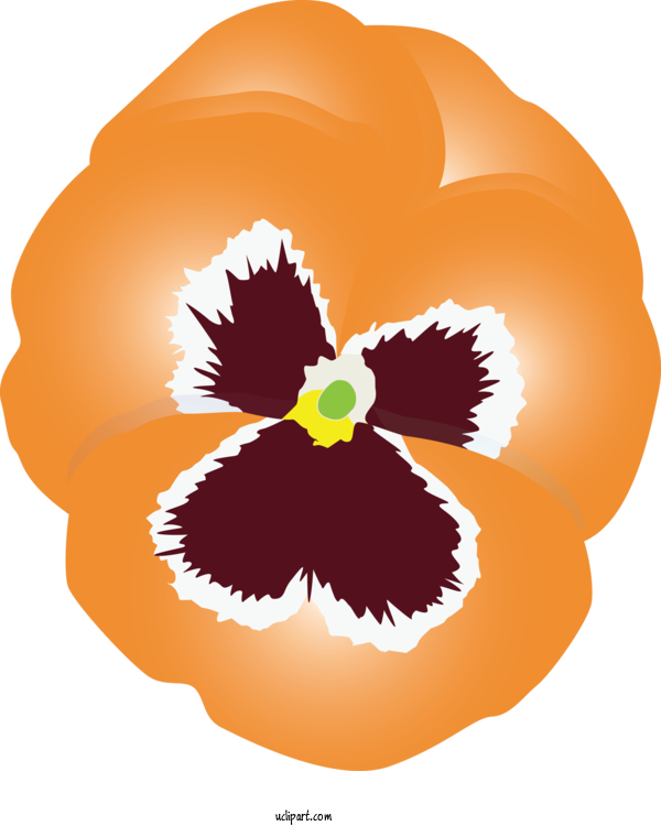 Free Flowers Pansy Orange Plant For Pansy Clipart Transparent Background
