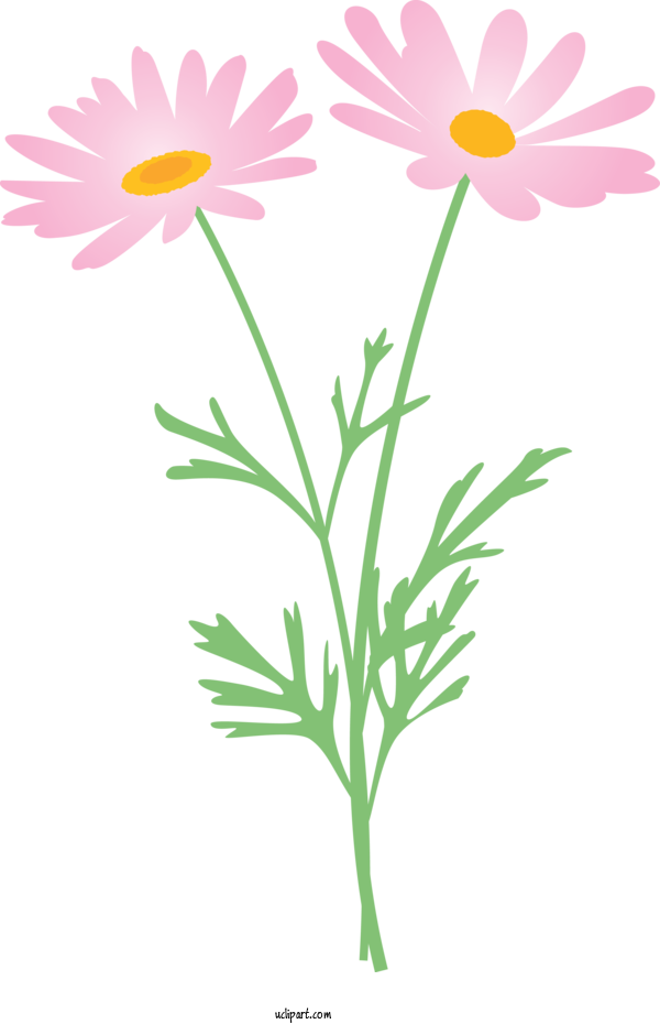 Free Flowers Flower Chamomile Mayweed For Marguerite Clipart Transparent Background