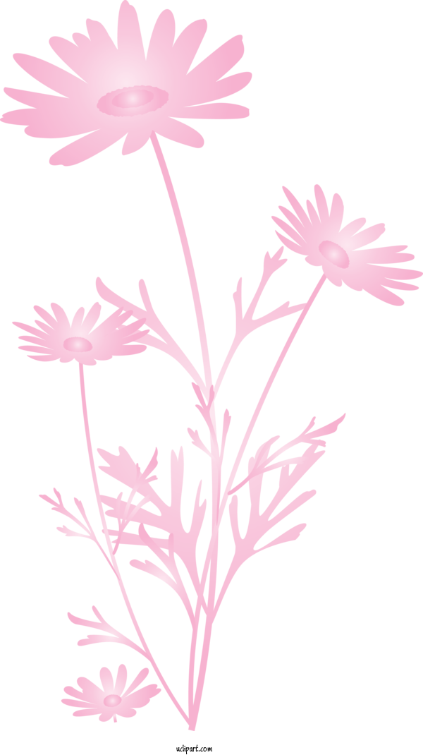 Free Flowers Flower Pink Plant For Marguerite Clipart Transparent Background