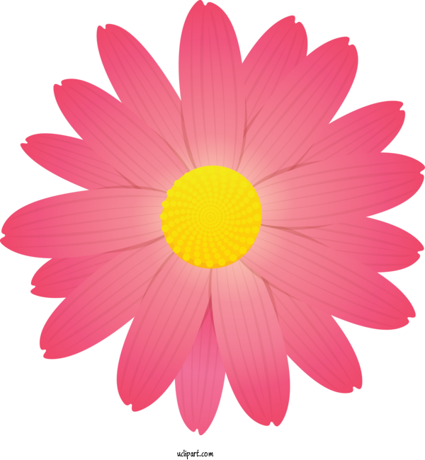 Free Flowers Petal Pink Barberton Daisy For Marguerite Clipart Transparent Background