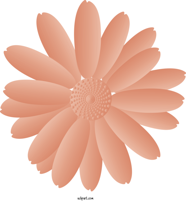 Free Flowers Petal Gerbera Flower For Marguerite Clipart Transparent Background