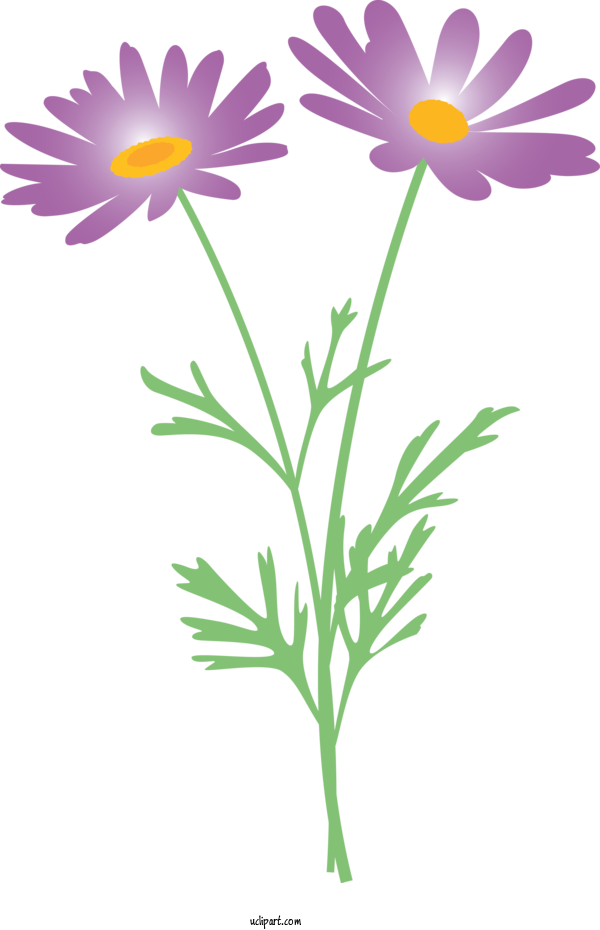 Free Flowers Flower Chamomile Oxeye Daisy For Marguerite Clipart Transparent Background