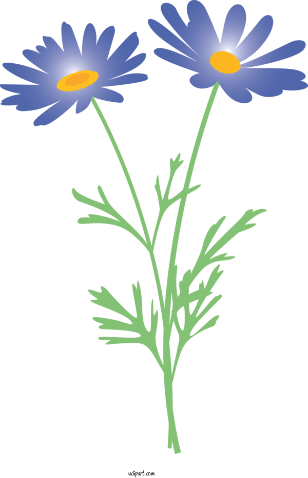 Free Flowers Oxeye Daisy Mayweed Flower For Marguerite Clipart Transparent Background