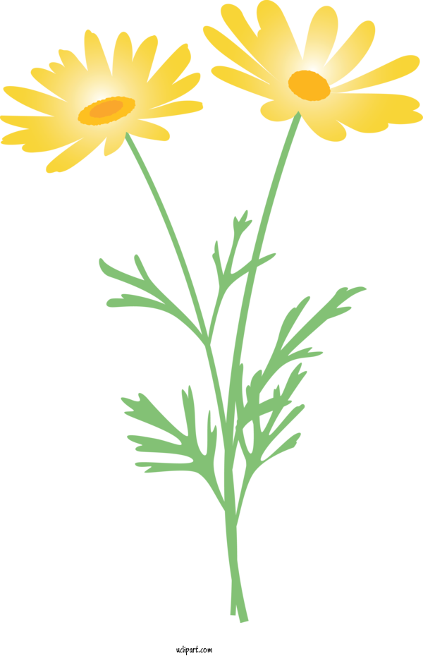 Free Flowers Mayweed Flower Chamomile For Marguerite Clipart Transparent Background