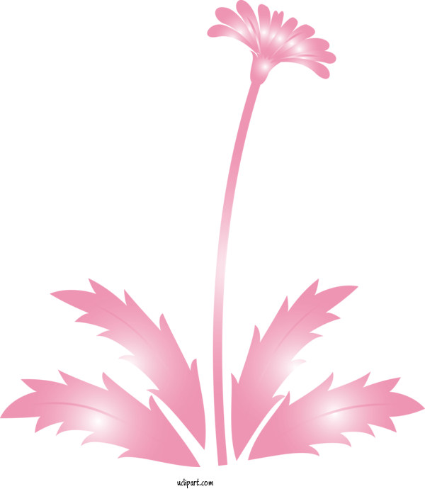Free Flowers Pink Plant Flower For Dandelion Clipart Transparent Background