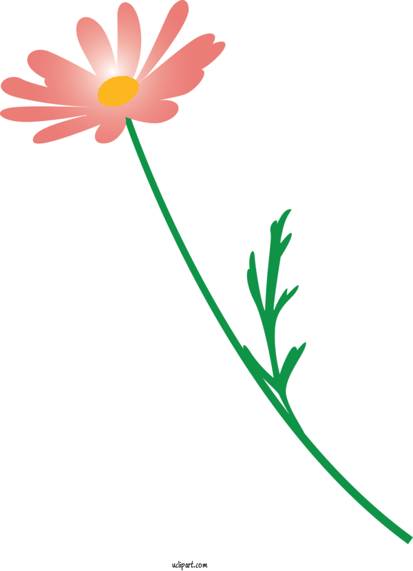 Free Flowers Chamomile Pedicel Flower For Marguerite Clipart Transparent Background