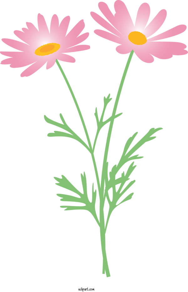 Free Flowers Flower Chamomile Mayweed For Marguerite Clipart Transparent Background