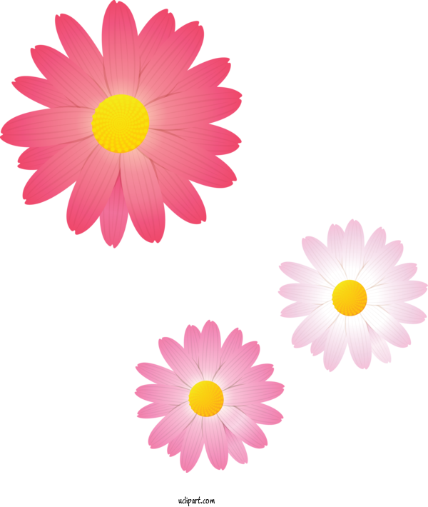Free Flowers Flower Chamomile Daisy For Marguerite Clipart Transparent Background
