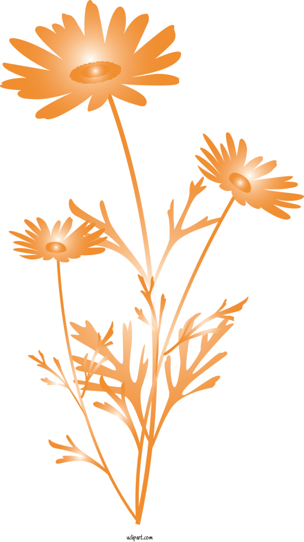 Free Flowers Orange Leaf Plant For Marguerite Clipart Transparent Background
