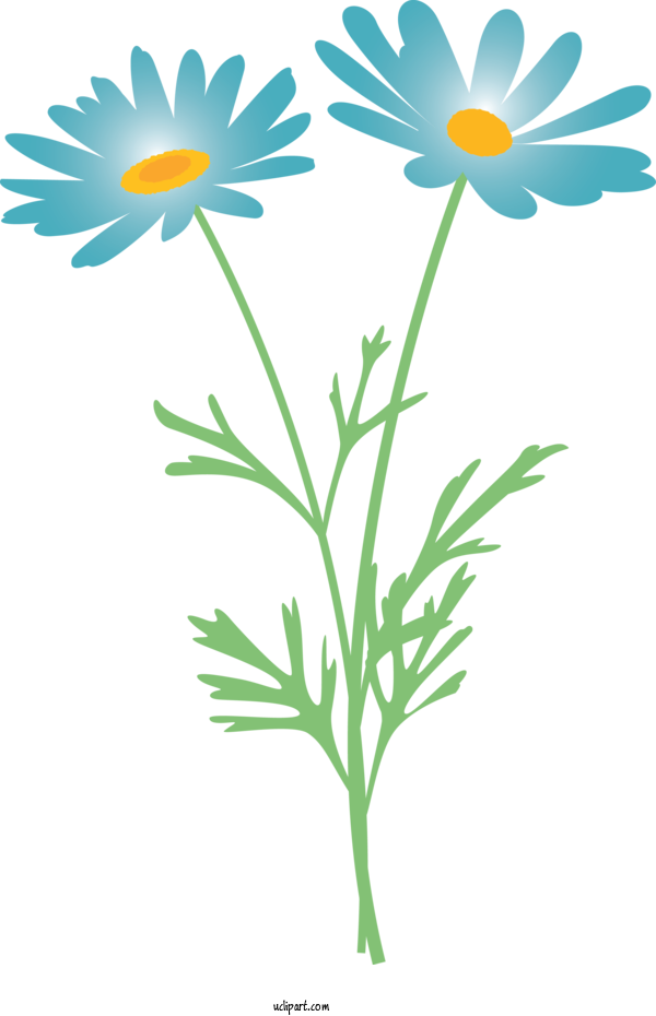 Free Flowers Mayweed Oxeye Daisy Flower For Marguerite Clipart Transparent Background
