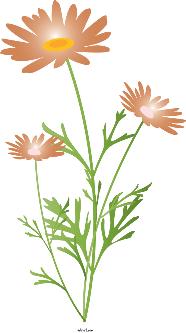 Free Flowers Flower Chamomile Plant For Marguerite Clipart Transparent Background