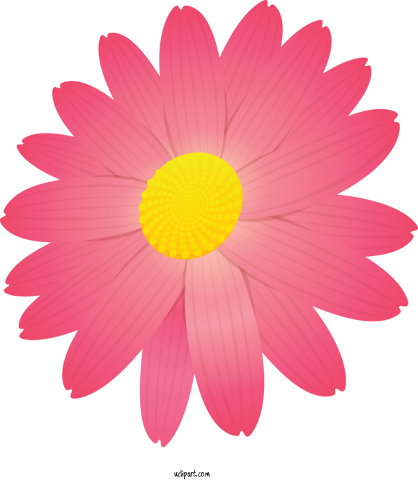 Free Flowers Petal Gerbera Pink For Marguerite Clipart Transparent Background