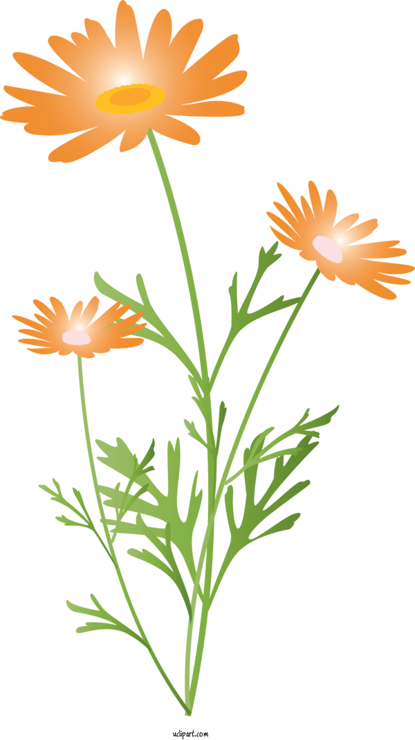 Free Flowers Flower Chamomile English Marigold For Marguerite Clipart Transparent Background