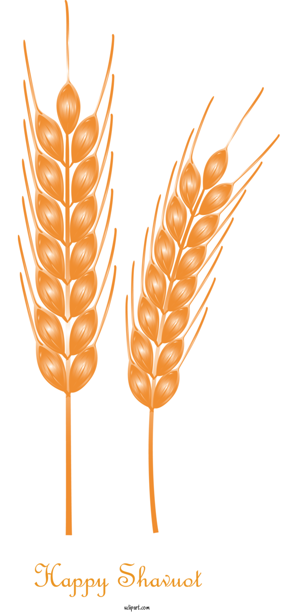 Free Holidays Food Grain Orange Wheat For Shavuot Clipart Transparent Background