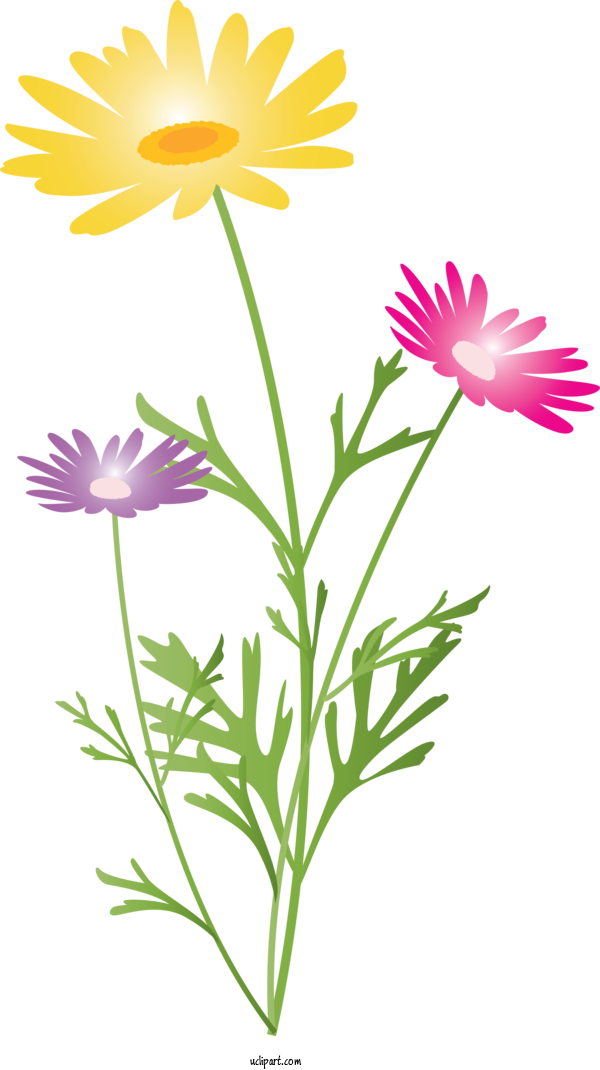 Free Flowers Flower Plant Chamomile For Marguerite Clipart Transparent Background