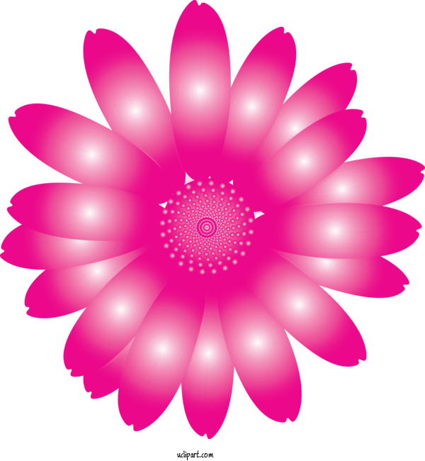 Free Flowers Pink Petal Flower For Marguerite Clipart Transparent Background