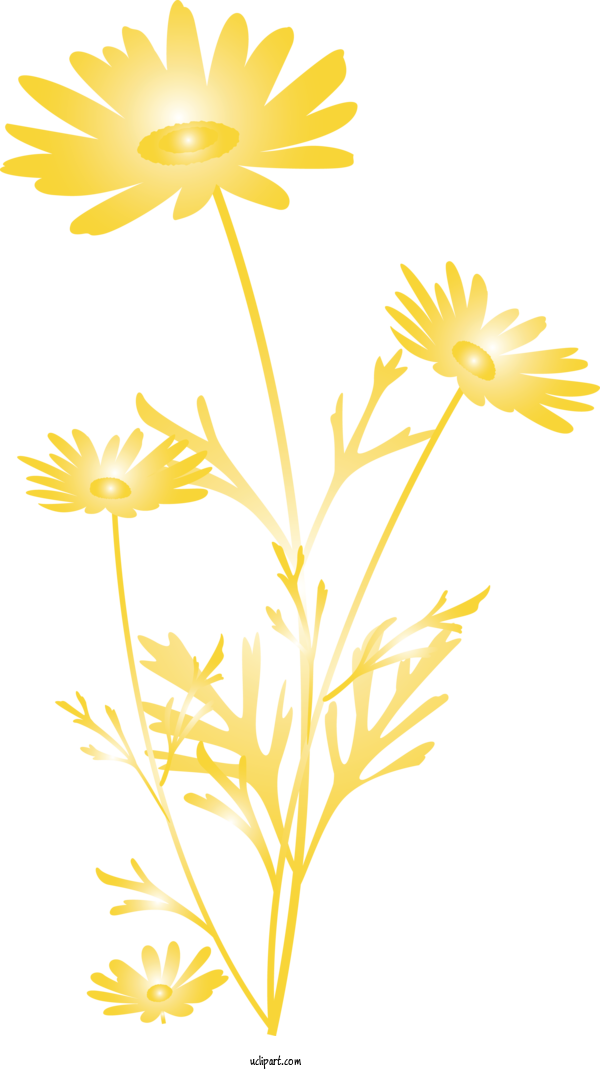 Free Flowers Yellow Chamomile Flower For Marguerite Clipart Transparent Background