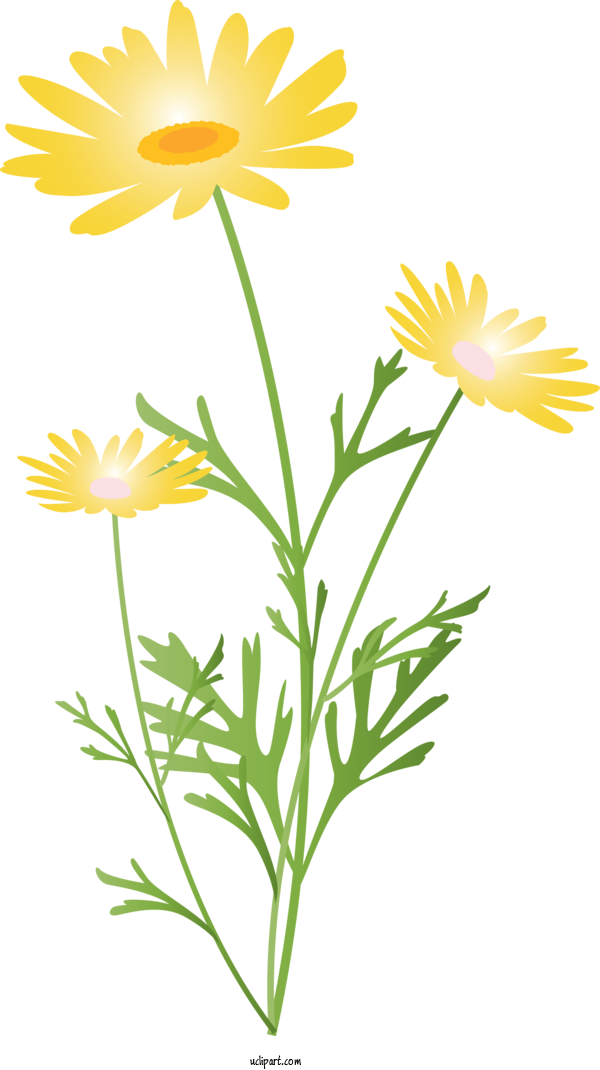 Free Flowers Flower Chamomile Yellow For Marguerite Clipart Transparent Background