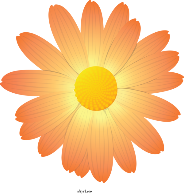 Free Flowers English Marigold Gerbera Petal For Marguerite Clipart Transparent Background