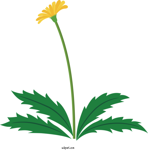 Free Flowers Flower Plant Leaf For Dandelion Clipart Transparent Background