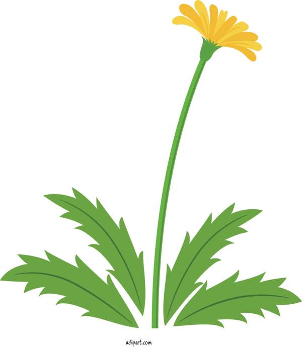 Free Flowers Plant Flower Leaf For Dandelion Clipart Transparent Background
