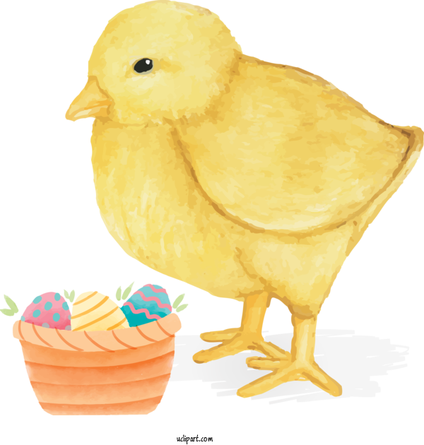 Free Holidays Bird Chicken Yellow For Easter Clipart Transparent Background