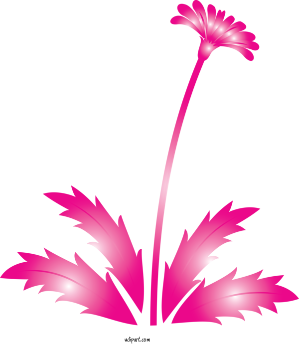 Free Flowers Pink Plant Flower For Dandelion Clipart Transparent Background