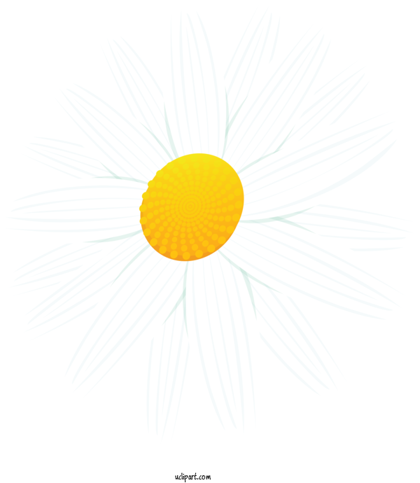 Free Flowers Yellow Eye Sky For Marguerite Clipart Transparent Background