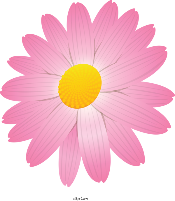Free Flowers Petal Flower Pink For Marguerite Clipart Transparent Background
