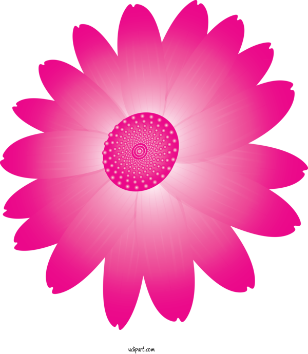 Free Flowers Pink Petal Gerbera For Marguerite Clipart Transparent Background