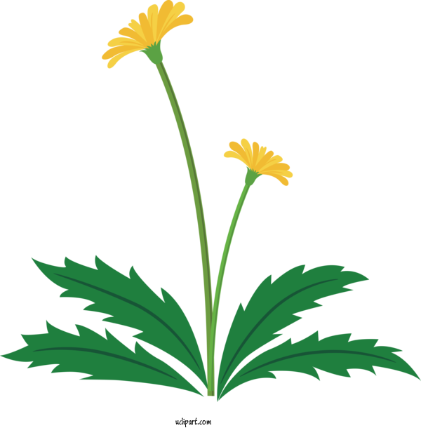 Free Flowers Flower Plant Yellow For Dandelion Clipart Transparent Background
