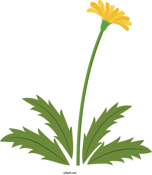 Free Flowers Flower Plant Leaf For Dandelion Clipart Transparent Background
