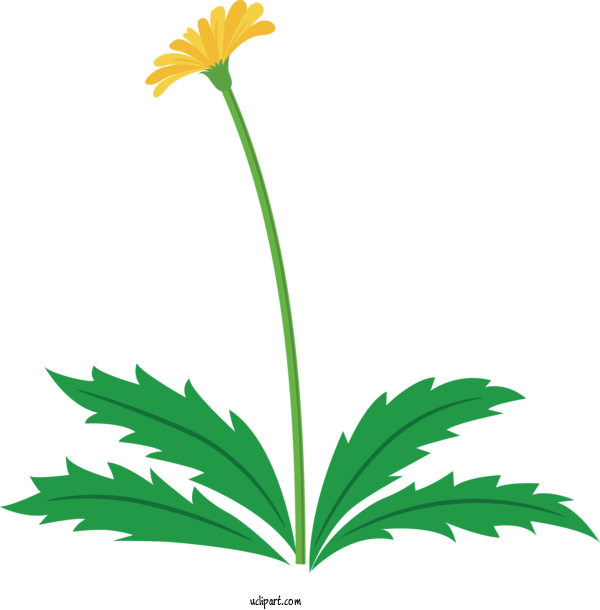 Free Flowers Plant Flower Leaf For Dandelion Clipart Transparent Background