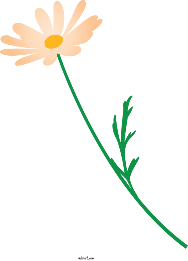 Free Flowers Chamomile Flower Pedicel For Marguerite Clipart Transparent Background