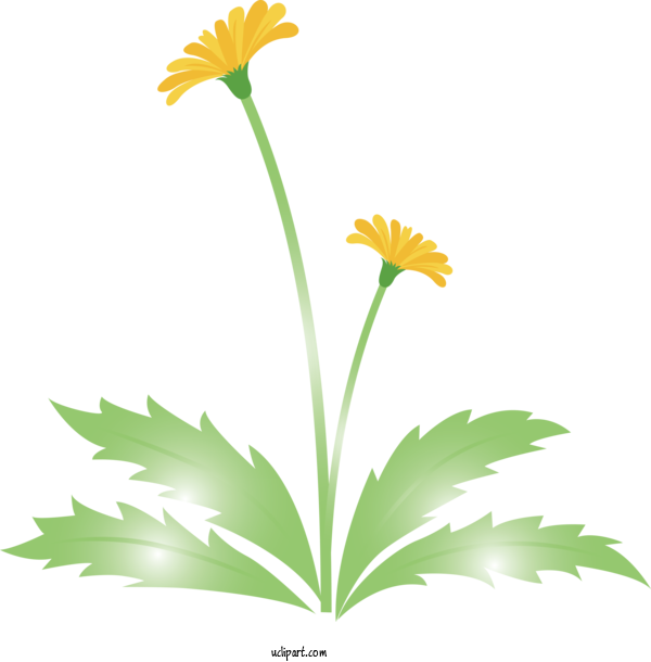 Free Flowers Flower Plant Chamomile For Dandelion Clipart Transparent Background