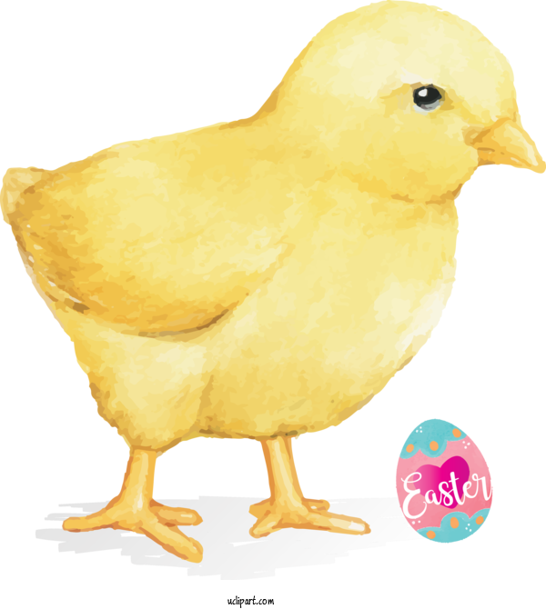 Free Holidays Bird Chicken Beak For Easter Clipart Transparent Background