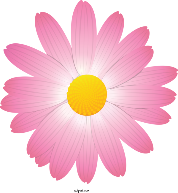 Free Flowers Petal Pink Flower For Marguerite Clipart Transparent Background