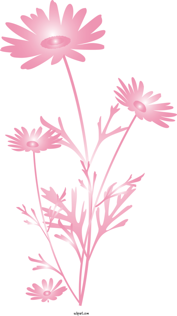 Free Flowers Flower Pink Plant For Marguerite Clipart Transparent Background