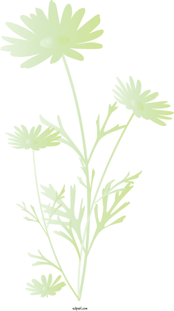 Free Flowers Flower Chamomile Plant For Marguerite Clipart Transparent Background
